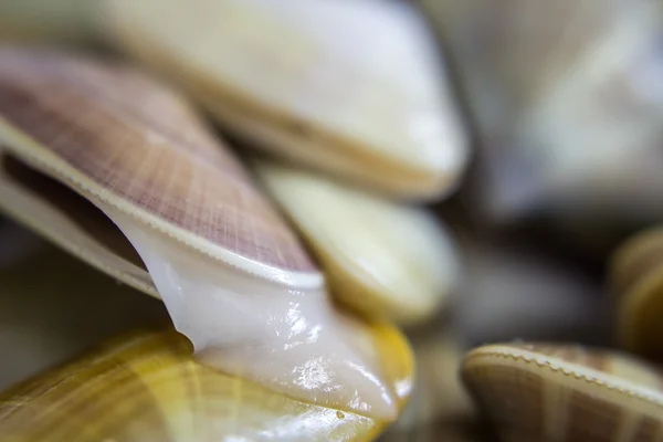 Donax trunculus, una specie commestibile di vongole di acqua salata, bivalve — Foto Stock