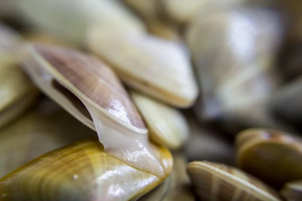 Donax trunculus, an edible species of saltwater clam, a bivalve — Stock Photo, Image