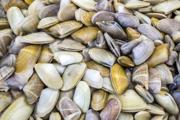 Donax trunculus, una specie commestibile di vongole di acqua salata, bivalve — Foto Stock