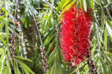 Callistemon vimidinalis, Myrtac ailesindeki bir süs çalı