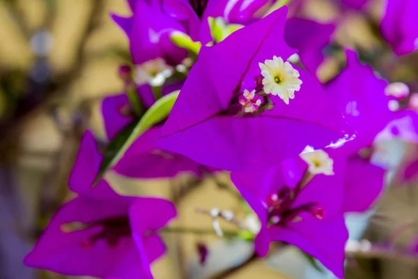 Bougainvillea spectabilis kwiat szczegółów. Gatunek ten jest macierzystym — Zdjęcie stockowe