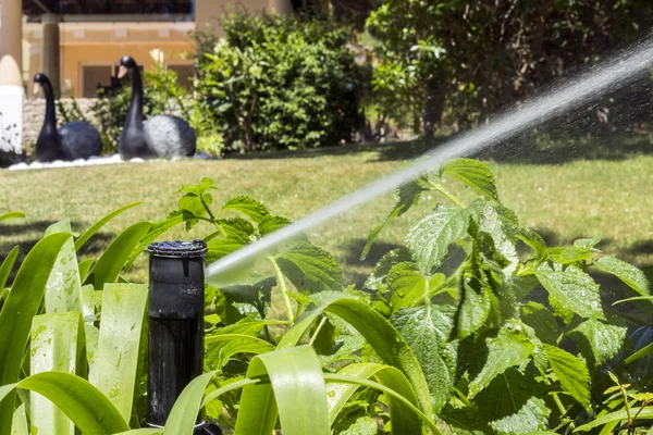 Garden Irrigation system sprinkler watering flowerbed and lawn. — Stock fotografie