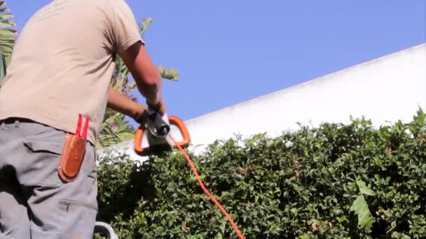 Home tuinieren activiteit - tuinman snijden groene hek grens elektrische heggenschaar — Stockvideo