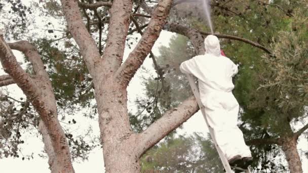 Pulverización de plagas en pino (especie: Pinus pinea) con insecticida contra la plaga de gusanos procesionarios — Vídeo de stock