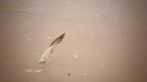 Möwenfedern in den Sand am Strand bei den Meereswellen, in der Algarve. — Stockvideo