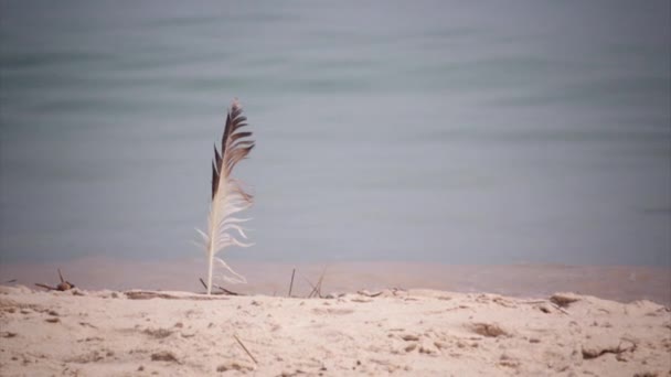 Piuma di gabbiano nella sabbia della spiaggia dalle onde del mare, in Algarve . — Video Stock