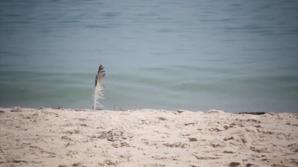 Seagull feather into the beach sand by the sea waves, in Algarve. — Stock Video