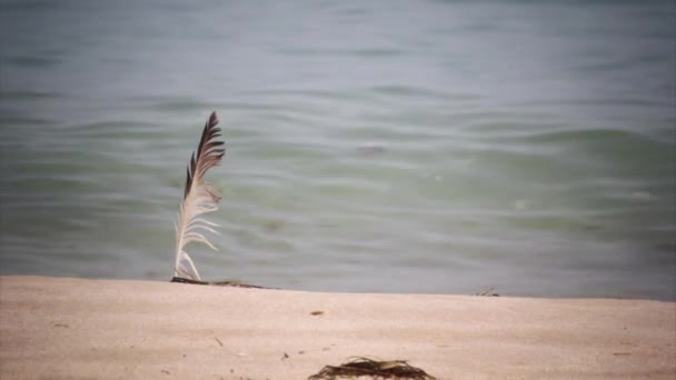 Pluma de gaviota en la arena de la playa por las olas del mar, en el Algarve . — Vídeos de Stock