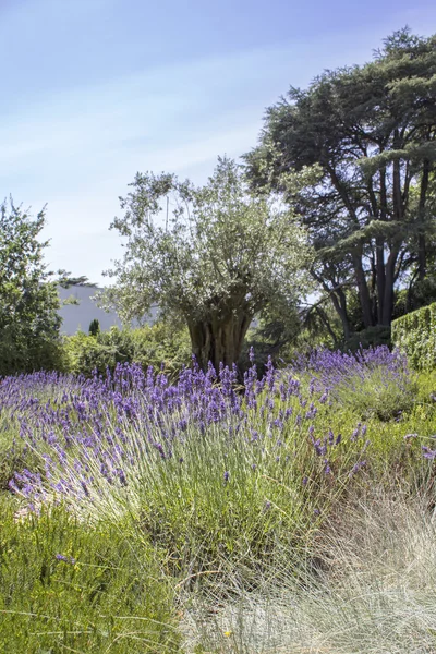 PORTO, PORTUGAL - JULY 05, 2015: Serralves gardens, a green park that extends over 18 hectares involving the Museum of Contemporary Art (Serralves Foundation). — Stock Photo, Image