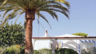 Phoenix canariensis palmiye ağacı tedavisi, Rinchoforus ferrugineus, kırmızı palmiye weevil, haşere kontrolü Akdeniz ülkelerinde bir parçası olarak. Algarve.