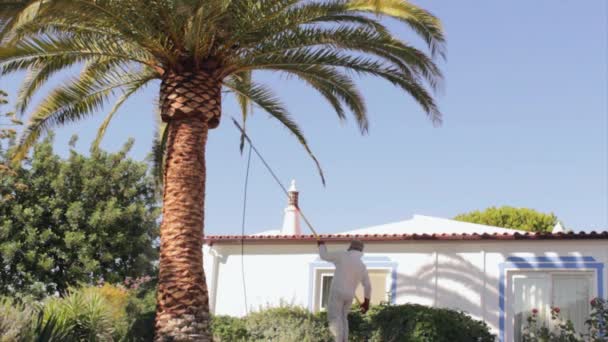 Phoenix canariensis palmiye ağacı tedavisi, Rinchoforus ferrugineus, kırmızı palmiye weevil, haşere kontrolü Akdeniz ülkelerinde bir parçası olarak. Algarve. — Stok video