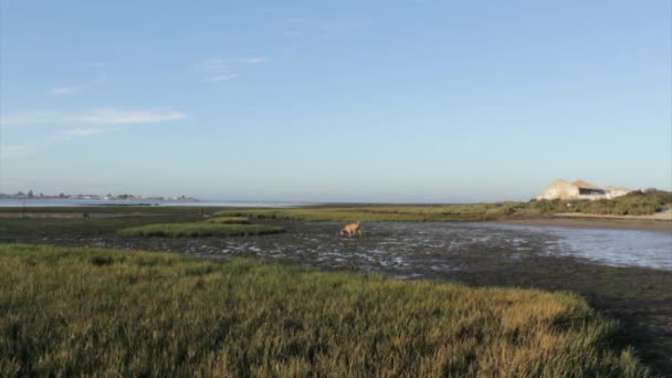 Ria Formosa wetlands nature park, dawn low tide seascape and dog playing, shot at Cavacos beach. Algarve. — Stock Video