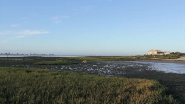 Ria Formosa wetlands nature park, dawn low tide seascape and dog playing, shot at Cavacos beach. Algarve. — Stock Video