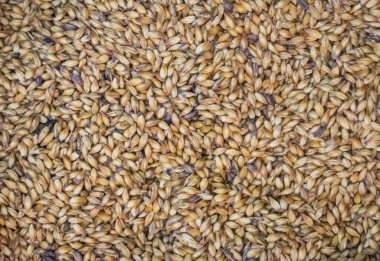  Malt, biranın demlendiği malzemelerden biridir.