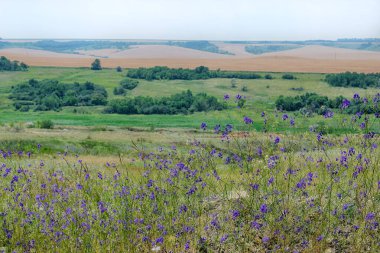 Doğu Ukrayna 'da Steppe