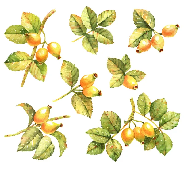 Sárga narancs csipkebogyó akvarell illusztráció — Stock Fotó