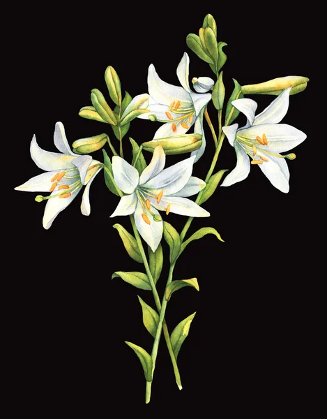 白色的百合花卉水彩 — 图库照片