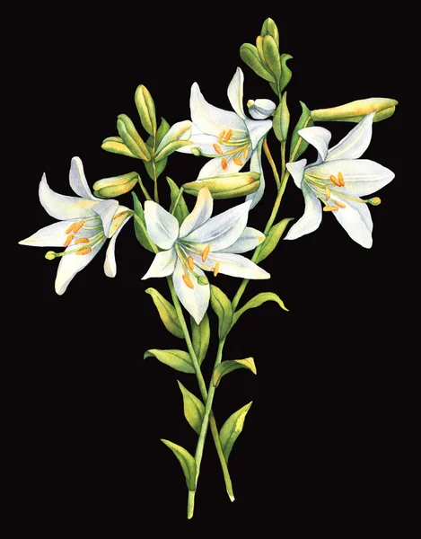 White lily flower watercolor — Stock Photo, Image