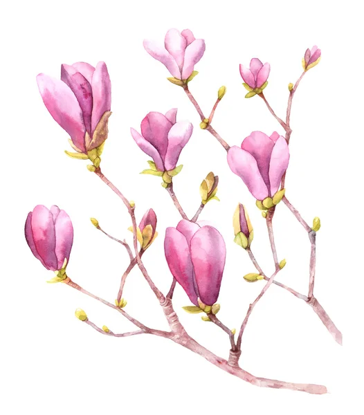 Magnolie strom v květu — Stock fotografie