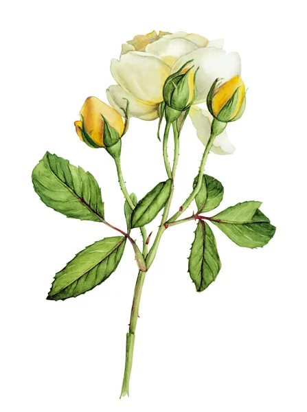 Желтые розы цветок ботанический акварель — стоковое фото