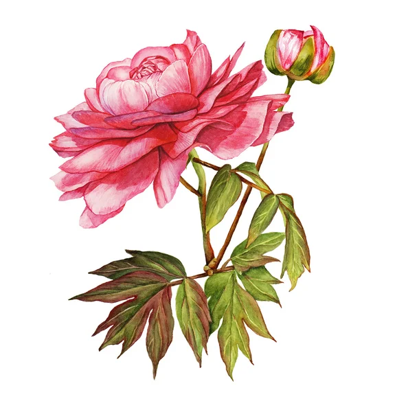 Rosa peonia fiore acquerello botanico — Foto Stock