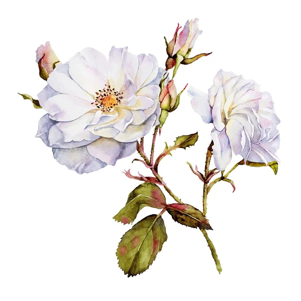 White roses bush botanical watercolor — Stock Image White roses bush botanical watercolor Stock Photo