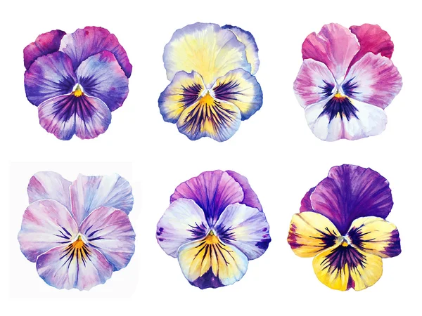Set of six Botanical watercolor Pansies blooms — Stock Photo, Image