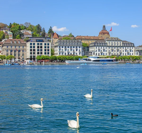 Swans on Lake Lucerne in Switzerland — Stock Photo, Image