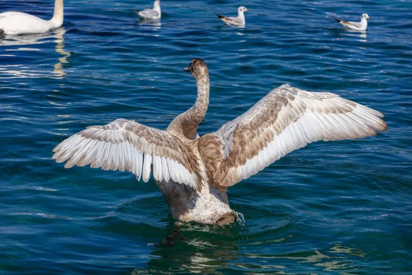 Jovem cisne batendo asas — Fotografia de Stock