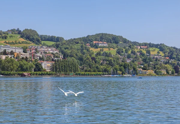 Zobrazit na Lucernské jezero v létě — Stock fotografie