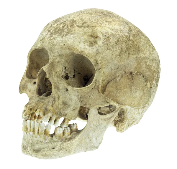 Human skull isolated on white — Stock Photo, Image