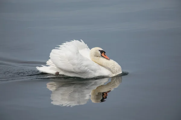 Cigno bianco — Foto Stock