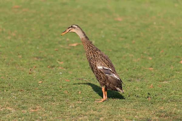 Indian runner ördek