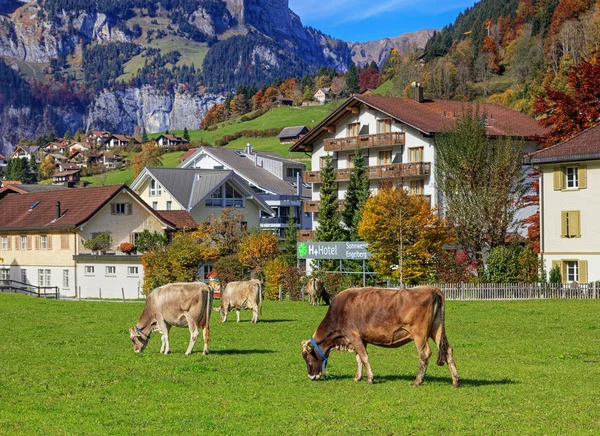 Vacche al pascolo in Engelberg, Svizzera — Foto Stock