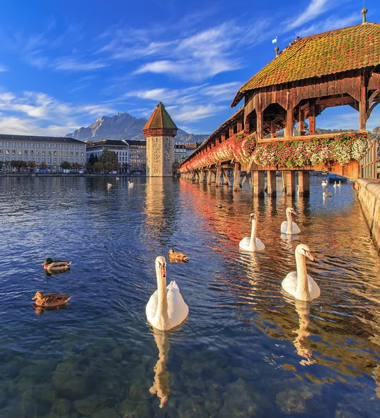 Cigni sul fiume Reuss al Ponte della Cappella — Foto Stock