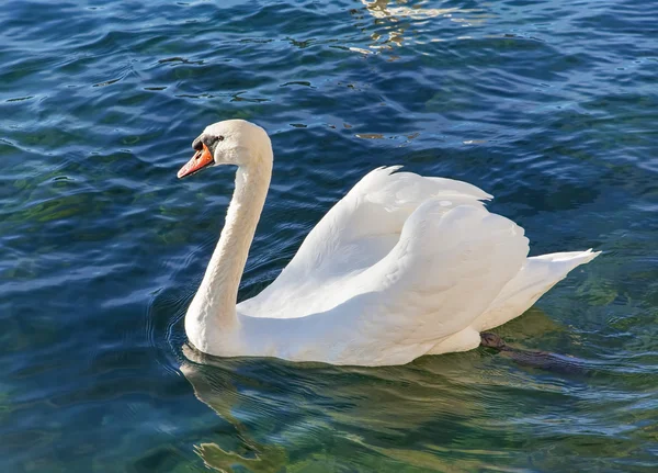 Nuoto bianco di cigno — Foto Stock