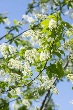 Kuş kirazı mavi gökyüzünde çiçek açar.