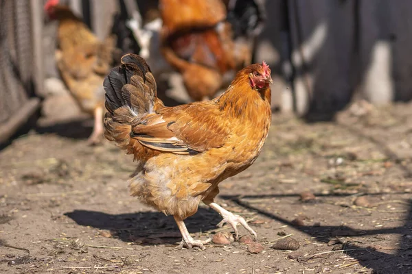 Brown Chickens Farmyard — Stock Photo, Image