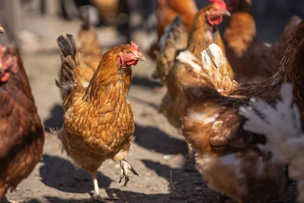 Brown Chickens Farmyard — Stock Photo, Image