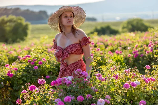 Chica Paseos Una Plantación Rosas —  Fotos de Stock