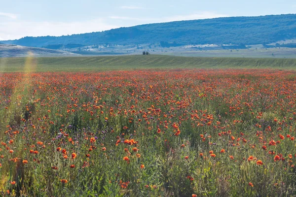 Çiçek açan haşhaş tarlası. Çiçek arka planı