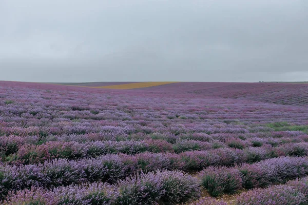 Floreciente Campo Lavanda Fondo Púrpura Floral —  Fotos de Stock