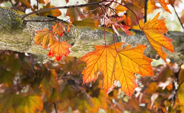 Herbstblätter — Stockfoto