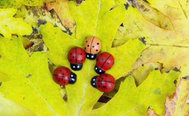 yaprak ve ladybugs 
