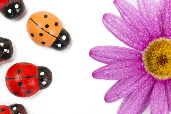 Wooden ladybirds with purple flower — Stock Photo, Image