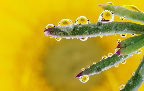 Çiçek. — Stok fotoğraf