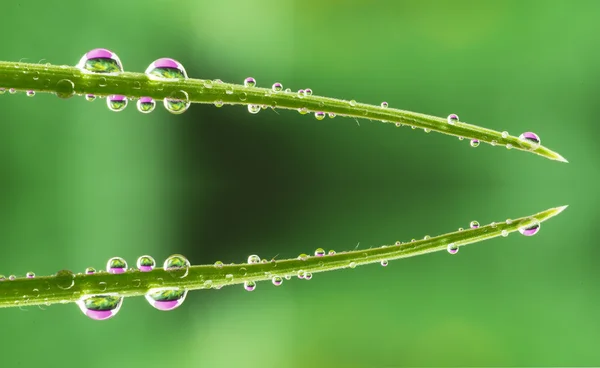 Wassertropfen auf Gras — Stockfoto