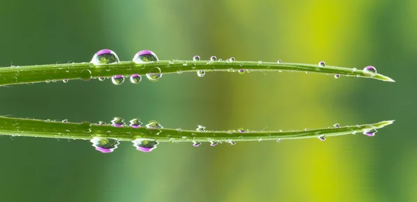 Gouttes d'eau sur l'herbe — Photo