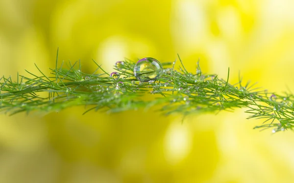 Gotas de orvalho na planta verde — Fotografia de Stock