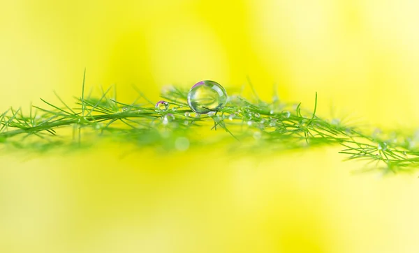 Dew drops på grön växt — Stockfoto